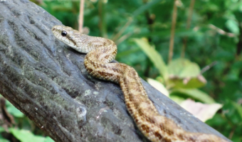 アオダイショウ