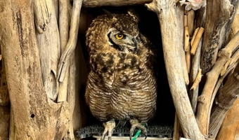 アフリカワシミミズク