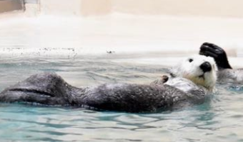 アラスカラッコ