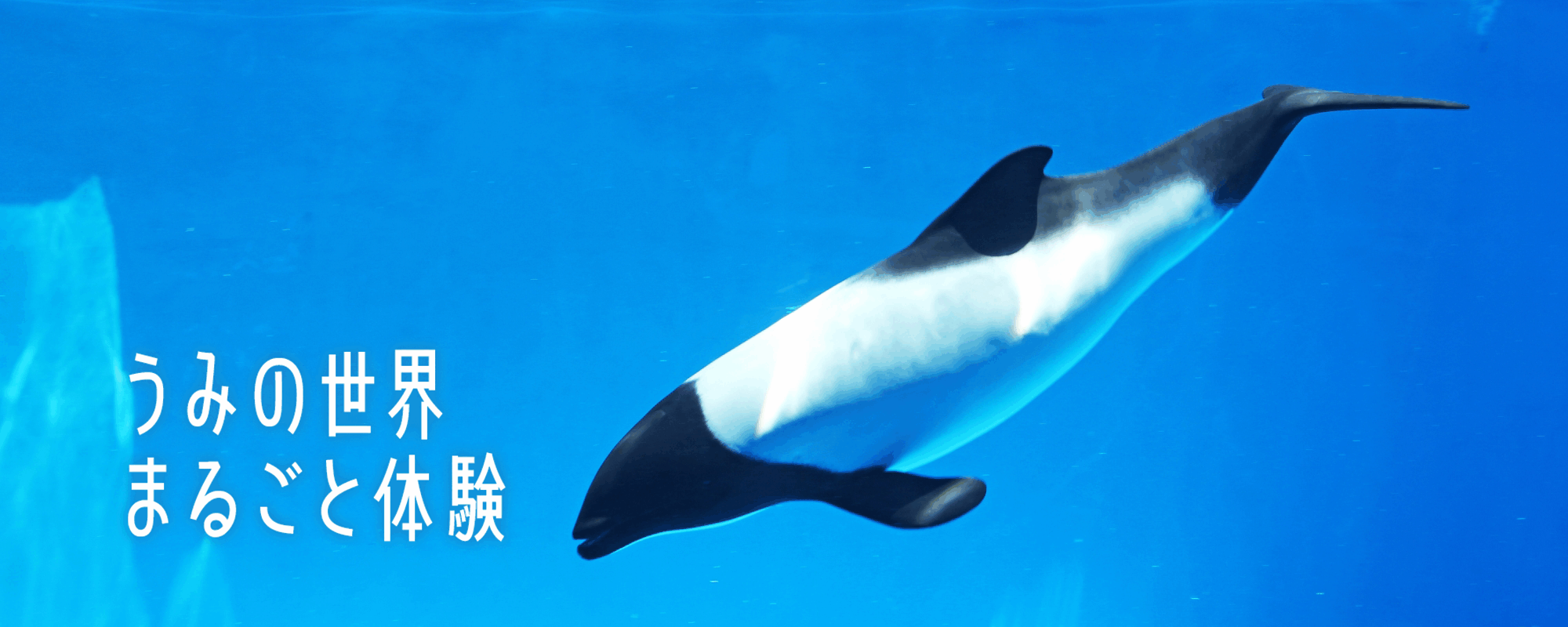 イロワケイルカ