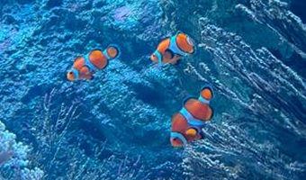 カクレクマノミ