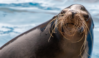 カリフォルニアアシカ