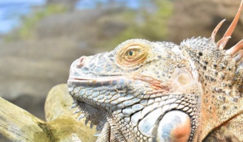 グリーンイグアナ