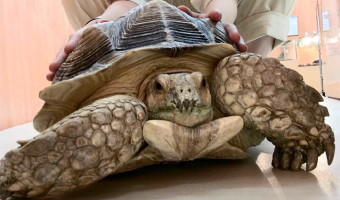 ケヅメリクガメ