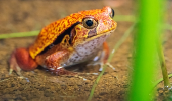 サビトマトガエル