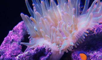 サンゴイソギンチャク