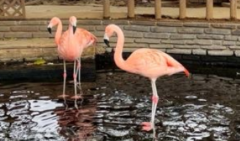 チリーフラミンゴ