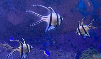 バンガイカーディナルフィッシュ