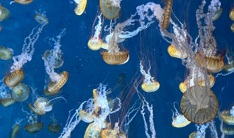 パシフィックシーネットル