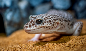 ヒョウモントカゲモドキ