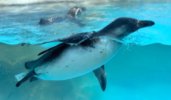 フンボルトペンギン