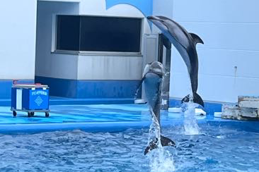 イルカショー